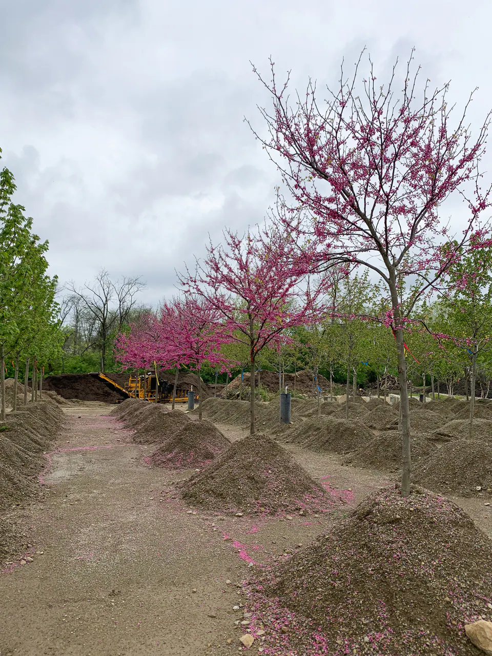 Flowering nursery trees staged along a soil lane